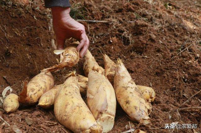 挖春笋的技巧和方法，挖冬笋的技巧和方法视频（老一辈老人告诉我们如何挖冬笋）