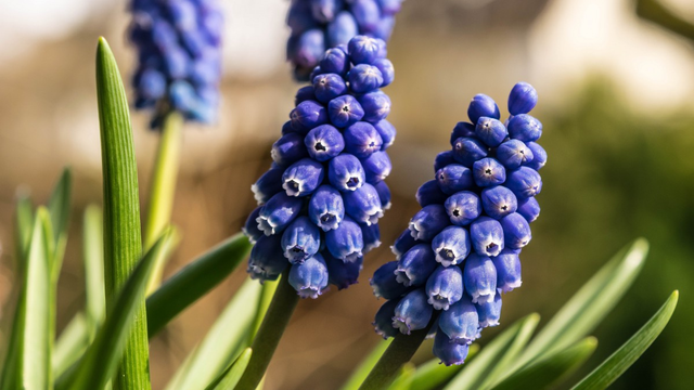 葡萄风信子花期，葡萄风信子的花语（超级好看的葡萄风信子）