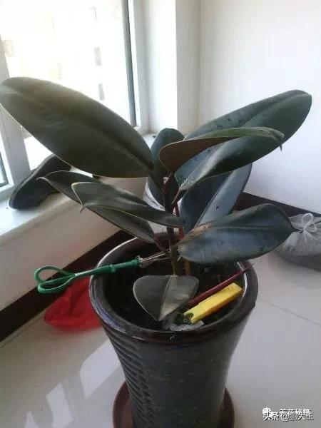 橡皮树的寓意是什么，花匠带你养花之橡皮树养护知识大全