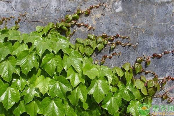 爬山虎怎么种植，爬山虎怎么种植方法（爬山虎多少钱一株）