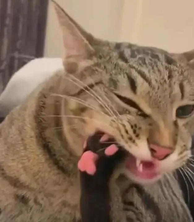 可爱表情包.抱我的小猫腿舔我的jio，微信头像，可爱表情包.抱我的小猫腿舔我的jio（却把评论区逼成了恋jio癖哈哈哈）