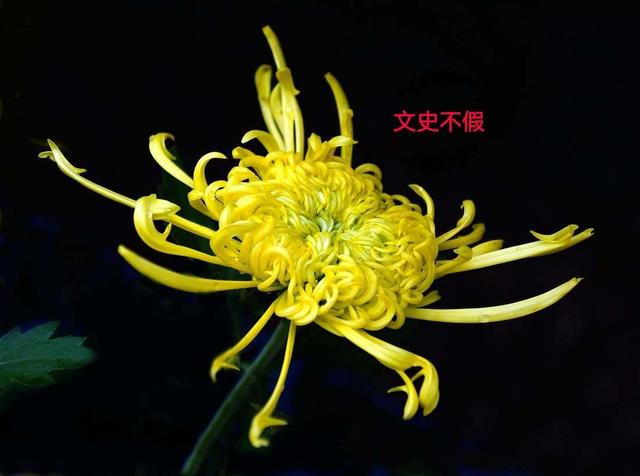 黄巢为什么叫人屠，黄巢杀了多少士族（唐末的黄巢起义充分说明）