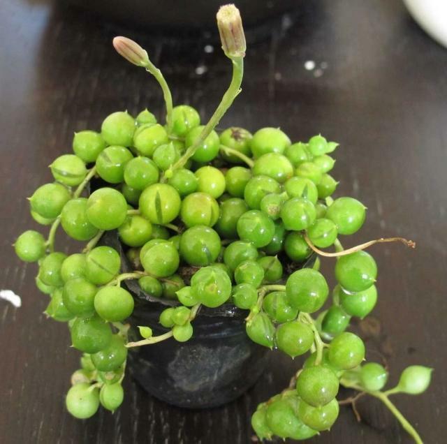 多肉植物所代表的花语，多肉植物花语（都是表示“爱意”的）