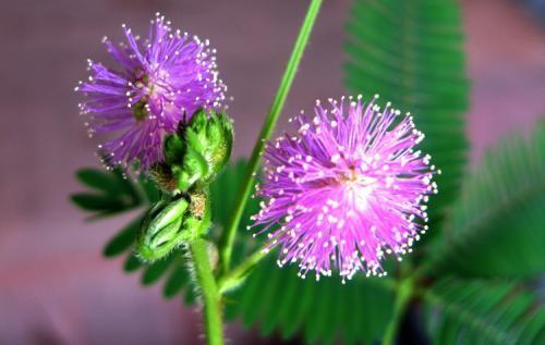 含羞草为什么不害羞，【含羞草不害羞】含羞草害羞不害羞的原因（怎么碰叶子也不闭合）