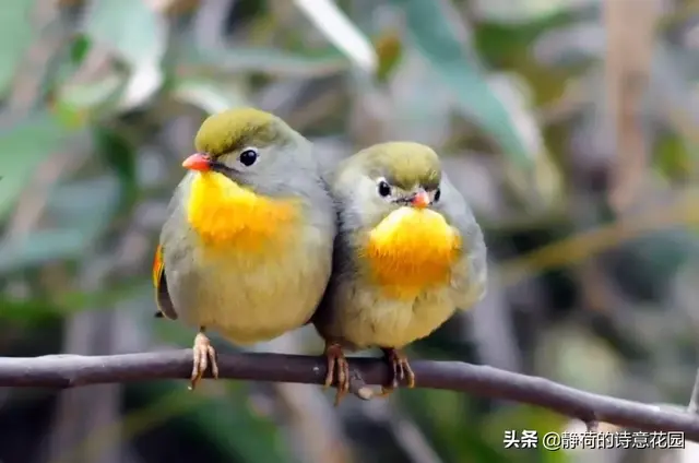 关于春天的诗歌，写给春天的诗歌仿写三年级（隔屏都感觉到了盎然生机与活力）