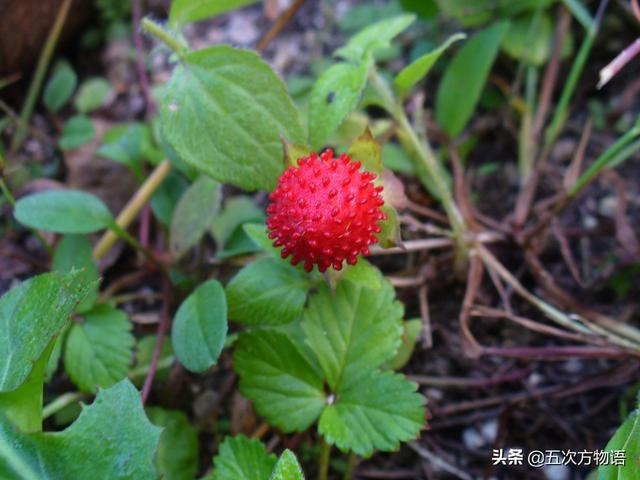 绣线菊亚科植物多具瞢荚果,少为蒴果,瞢荚果由离生心皮发育而来,是初生性状，或原始性状,蒴果由合（草莓上的小麻点真的只是种子吗）