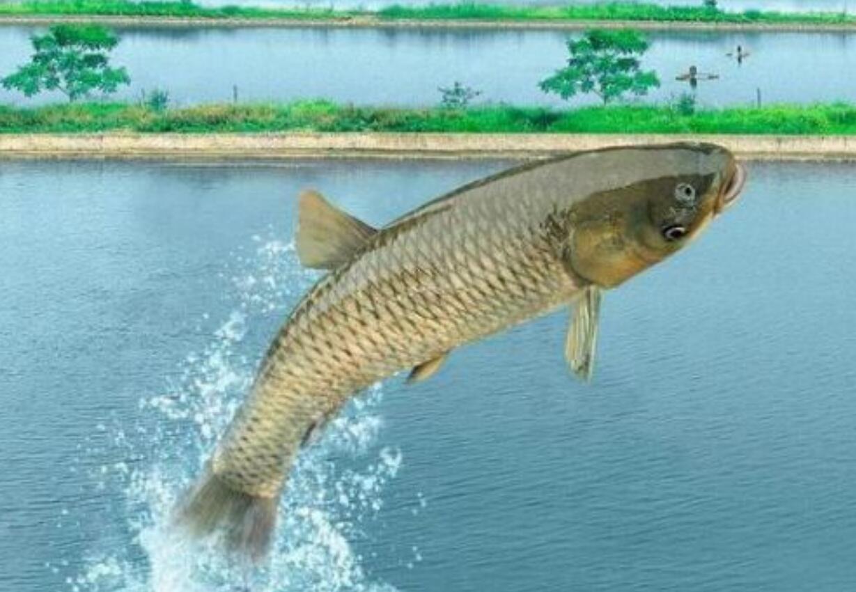 历史悠久的四大家鱼