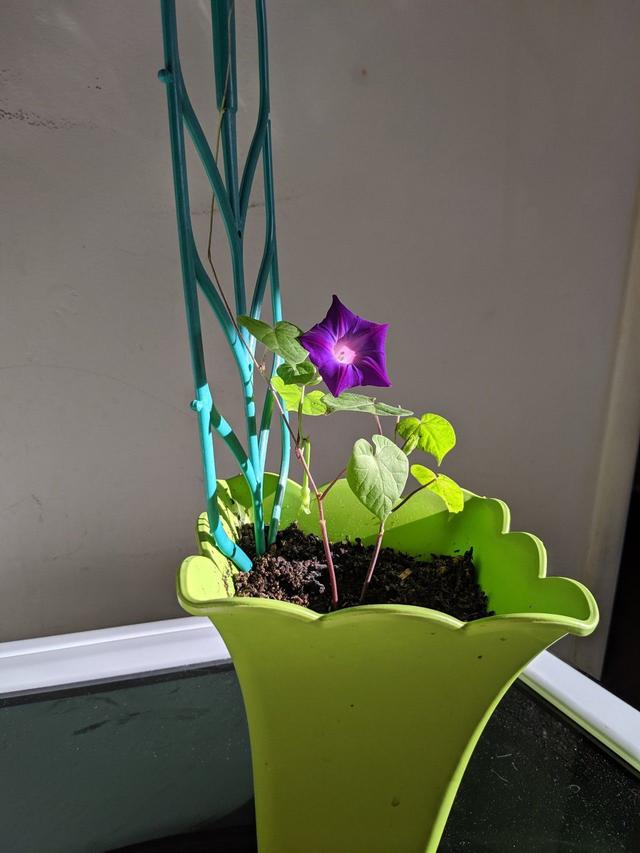 牵牛花种子种植时间和方法，秋季买点牵牛花种子种土里