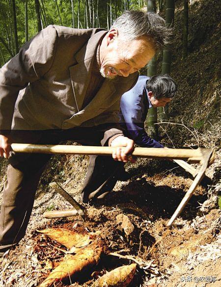 挖春笋的技巧和方法，挖冬笋的技巧和方法视频（老一辈老人告诉我们如何挖冬笋）