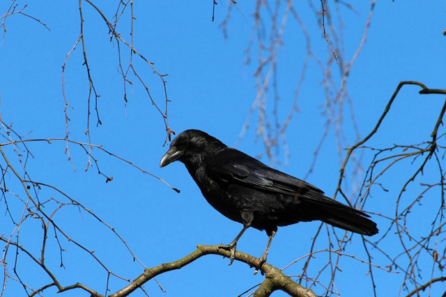 枫桥夜泊表达了诗人怎样的感情，《枫桥夜泊》表达了诗人怎样的感情（《枫桥夜泊》能独占魁首）