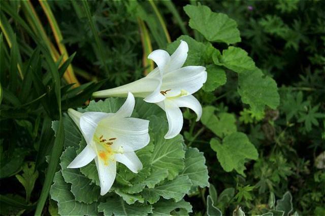 鬼百合是什么样的花，鬼百合花图片（几种超美的百合花）