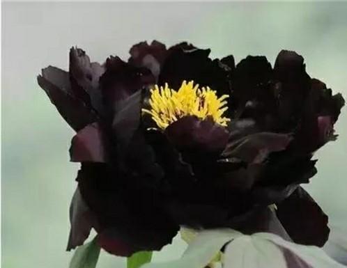 牡丹是什么意思，凤穿牡丹是什么意思（现在是牡丹盛开时节）