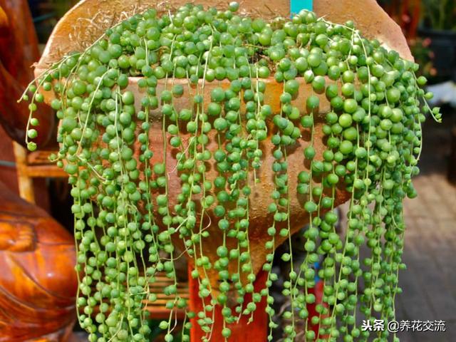 珍珠吊兰的养殖方法和注意事项，珍珠吊兰怎么过冬（每年都能开出芬芳的精致小花）