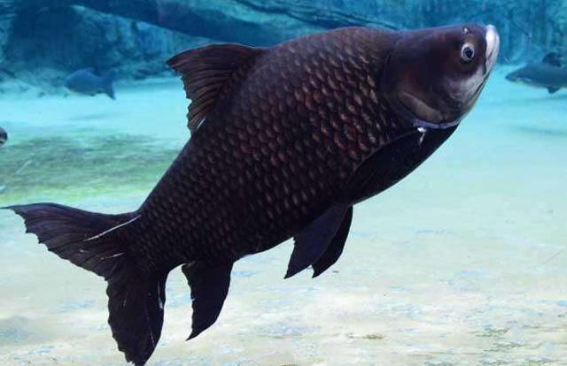 湄公河在我国境内的名称是什么，湄公河在哪里（你真的了解湄公河吗）