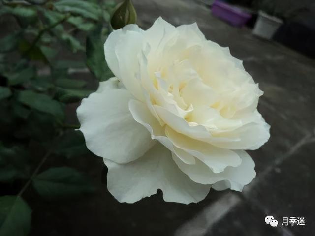 月季花品种，十大经典品种（凭一己之力撑起了整个花园的颜值）