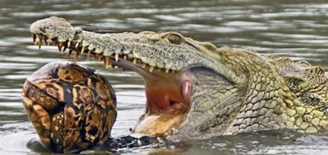 乌龟最怕的三个东西，乌龟怕的三个东西（乌龟最致命的天敌）