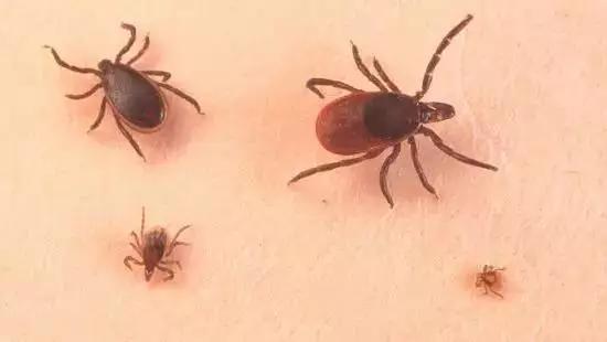 艾薇儿莱姆症，艾薇儿莱姆症后的歌（让艾薇儿、比伯饱受折磨的莱姆病）