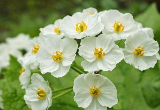 世中逢尔雨中逢花网名，世中逢尔雨中逢花微信昵称（一淋雨就变成透明水晶）