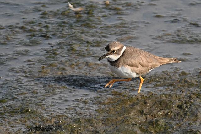 水鸡是什么，水鸡是什么车（西方秧鸡、叽咋柳莺......）