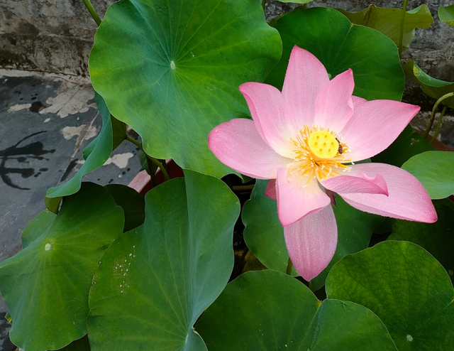 如何栽种荷花，荷花怎么种植方法家养（做好4点，在家养也能开得旺）