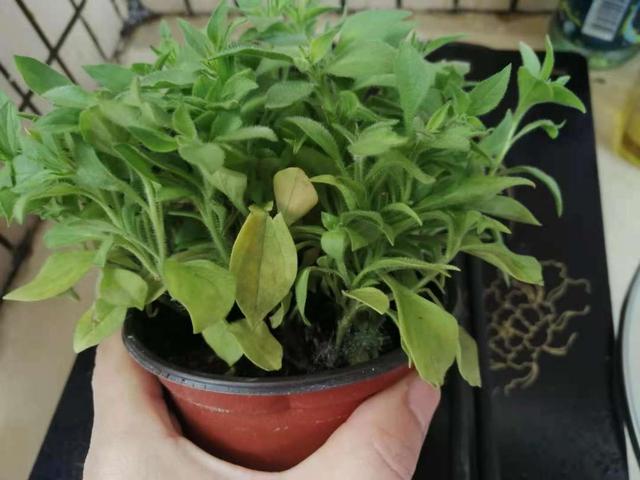 枯萎的花图片，枯萎的花（6种漂亮花，开完花“就枯萎”）
