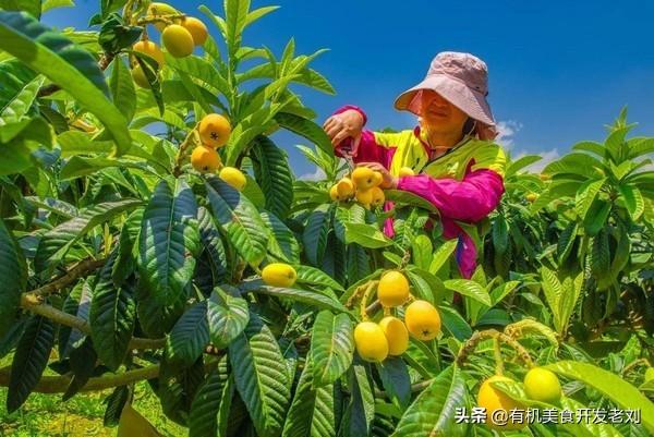 枇杷常温保存还是冷藏，桃子的保存方法是冷藏还是保鲜（冬天里吃到的米易枇杷）