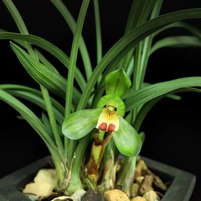 香草兰花怎么养，香兰草怎么种植（屋里养盆“香水花”）