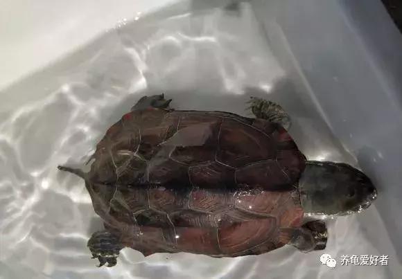 乌龟冬眠需要准备什么，乌龟冬眠怎么养（你的龟需要哪些准备呢）