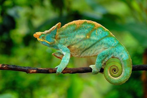 变色龙比喻什么样的人，变色龙比喻什么人（变色龙为什么能自由改变体色）