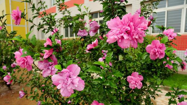 红桂花的功效与作用及食用方法，红桂花和黄桂花的区别（能吃能看还能养人）