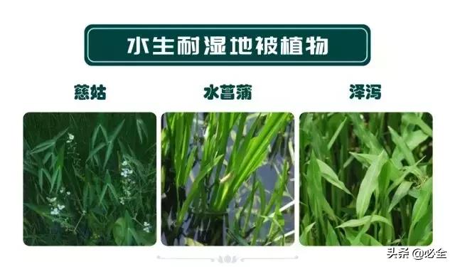 非洲茉莉，这些知识你是否具备（非洲茉莉花图片）
