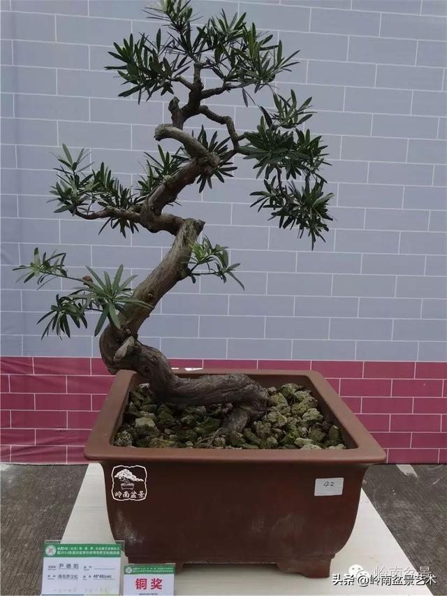 台湾罗汉松，飘逸优雅的海岛罗汉松盆景（台湾罗汉松的养殖方法和注意事项）