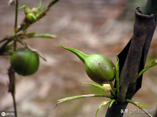 竹子会结果实吗，几十年结一次果的“死亡之竹”（竹子会不会结果子）