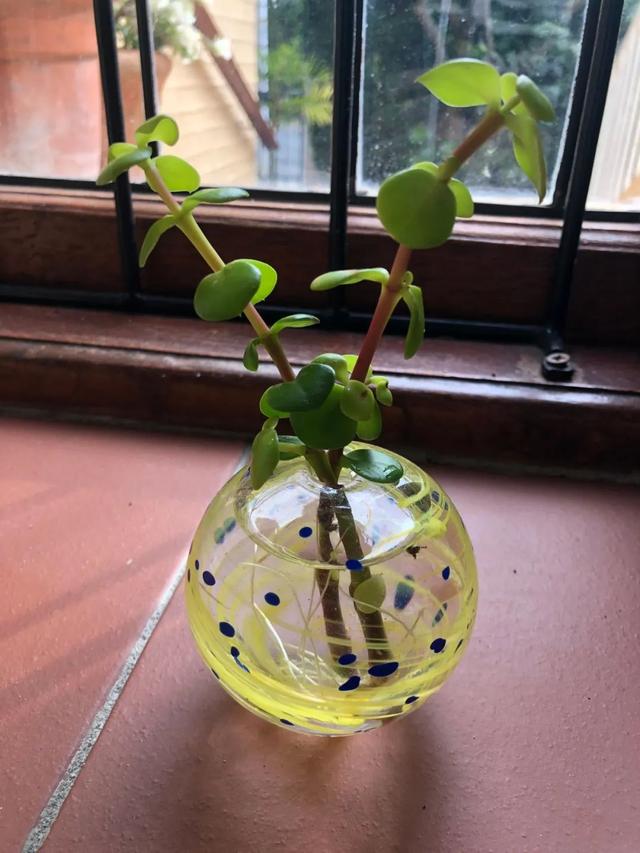 金枝玉叶植物，金枝玉叶养护（金枝玉叶养护全指南）