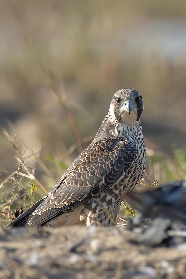 隼是什么鸟，生物演化史上的速度巅峰（隼是什么鸟吃什么食物）