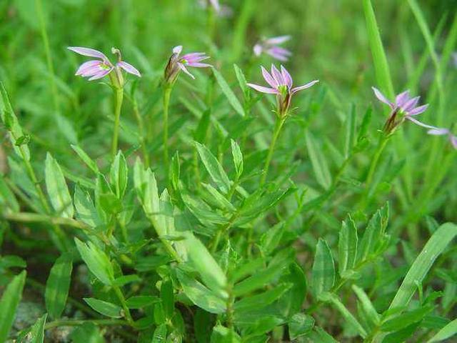 半支莲的功效与作用，半边莲的作用与功效（这野草价值高人称“半枝莲”）