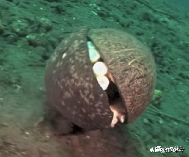 章鱼有几只脚，章鱼有几只脚章章鱼长什么样（它们还是海底的山寨大师）