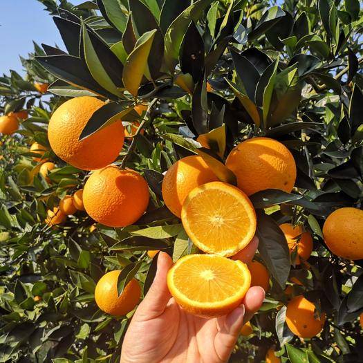 这种橙子个头小长得丑,但却是橙里最甜的一个