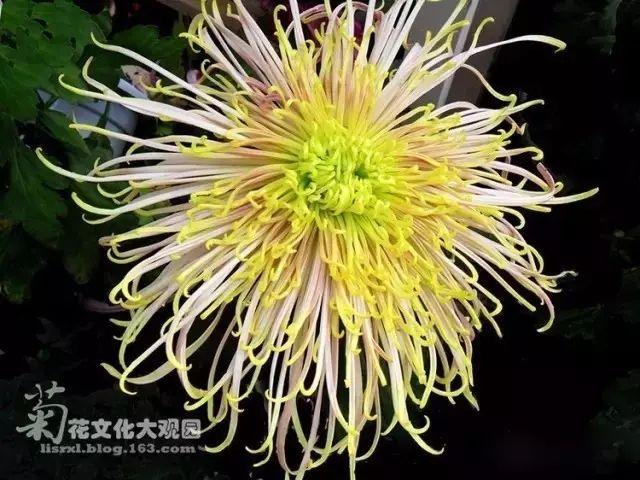 世界最美菊花80种太美了，金秋十月赏菊花——世界最美菊花80种送给您
