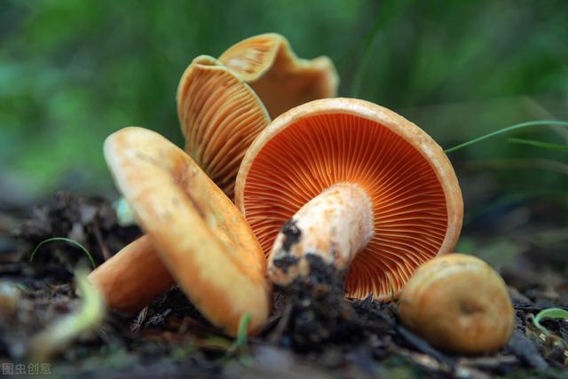 松树菇的功效与作用，松树菇的功效与作用是什么（江西丘陵山区的清明菇）