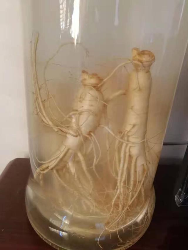 鲜人参泡酒怎么泡，新鲜人参怎么泡酒（用鲜人参泡酒）