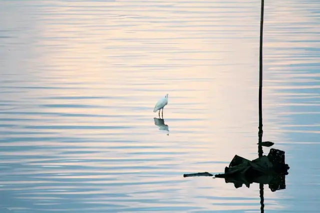 诗歌大全100首，诗歌大全100首 小学生四年级（每首不足100字）