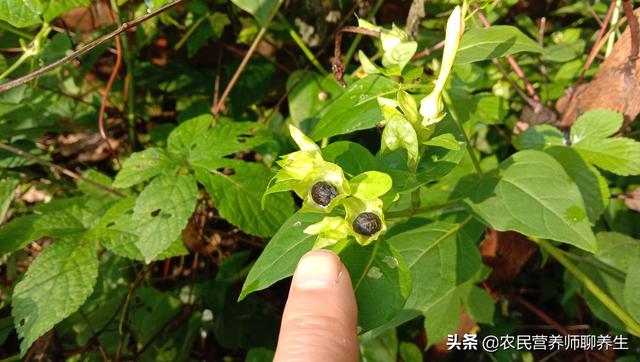 胭脂花根的功效与作用，胭脂功效与作用（用它煮水厉害啦，根比花价值高）