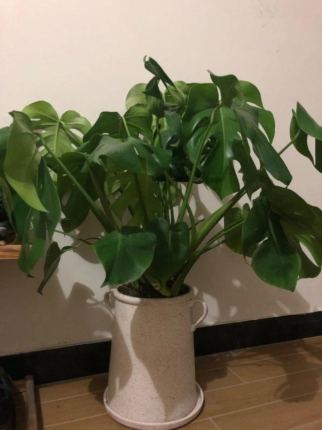 虎刺梅生虫怎么解决，虎刺梅长虫子怎么办（离太近都不好）