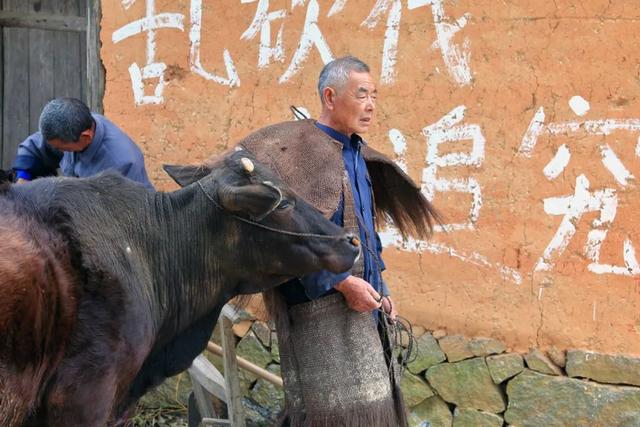 牛的图片大全大图，简笔画牛图片大全大图（这一组“牛照”难得看到）