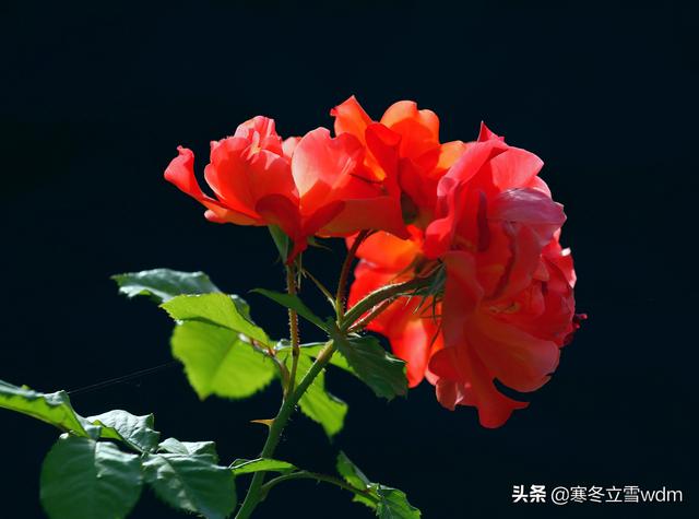 带刺的玫瑰花图片，玫瑰花带刺的品种（摄影#图片：多彩的刺玫瑰花…）