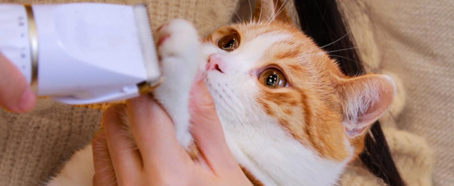 小猫多大可以洗澡，多大的猫咪可以洗澡（原来这么多年，铲屎官都错了）