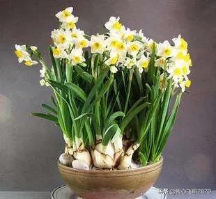 关于水仙花的诗句，水仙花的诗句（欣赏一组赞咏水仙花的诗句）