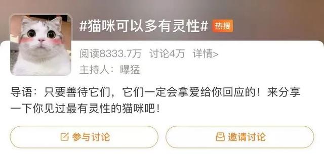 猫的灵性有多强，猫界最有灵性的四种猫（一只猫可以多有灵性）