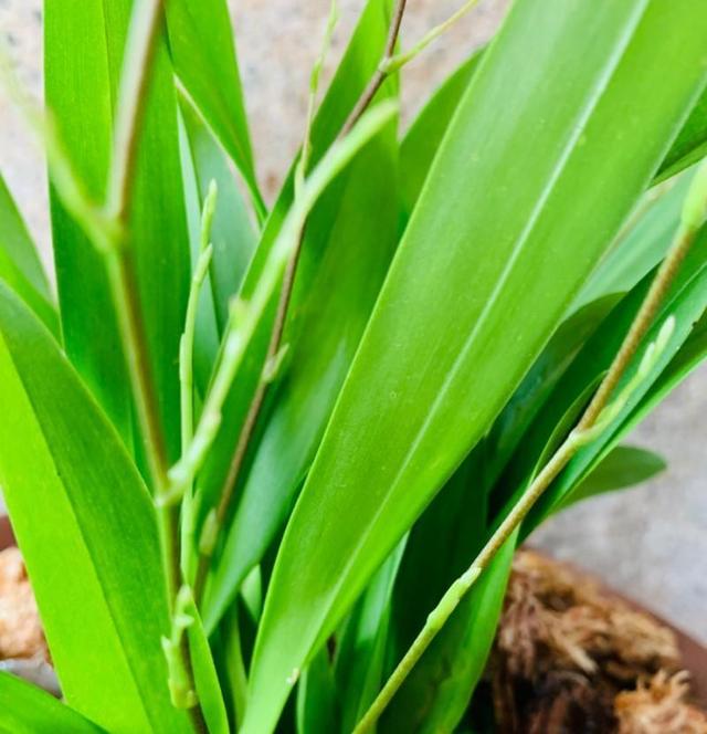 好养的室内植物文心兰，家里养盆文心兰